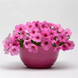 Петунiя Easy Wave F1 Pink Passion pro-EasyWavePinkP-100 фото 1