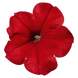Петуния Celebrity F1 Red CelebrityRed фото 1