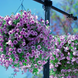 Петуния Opera Supreme F1 Lilac Ice OperaSupremeLilacIce фото 1
