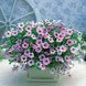Петуния Opera Supreme F1 Lilac Ice OperaSupremeLilacIce фото 4