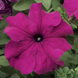 Петунія Tritunia F1 Purple TrituniaPurple фото 1