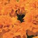 Тагетес Little Hero Orange pro-taglitherora-1000 фото 2