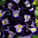 Торения Kauai Deep Blue pro-torkaudeeblu-1000 фото 1