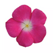 Вiнка Titan Rose Halo pro-TitanRoseHalo-500 фото 1