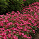 Вiнка Titan Rose Halo pro-TitanRoseHalo-500 фото 3