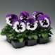 Вiола Colossus F1 White with Purple Wing pro-ColossusWwPW-1000 фото 3