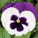 Вiола Colossus F1 White with Purple Wing pro-ColossusWwPW-1000 фото 1