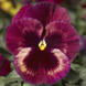 Виола Delta Speedy F1 Rose Medley DeltaSpeedyRoseM фото 1