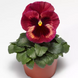 Виола Delta Speedy F1 Rose Medley DeltaSpeedyRoseM фото 2