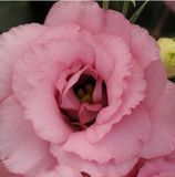 Eустома ABC F1 Rose 3 pro-ABCRose3-100 фото