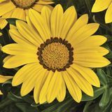 Газания Big Kiss F1 Yellow pro-gazbigkisf1yel-1000 фото