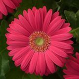 Гербера Revolution Deep Pink with Light Eye pro-gerrevdeepinwitligeye-100 фото