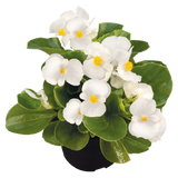 Бегонія Sprint Plus F1 White SprintPlusWhite фото