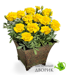 Тагетес Little Hero Yellow pro-taglitheryel-1000 фото