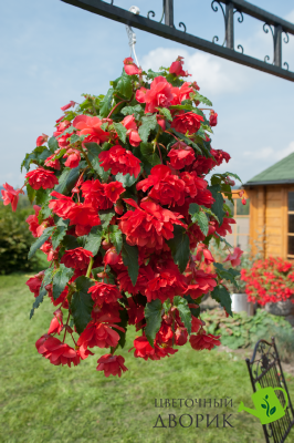 Бегонiя Illumination F1 Rose IlluminationRose фото