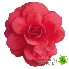 Бегонiя Illumination F1 Rose IlluminationRose фото