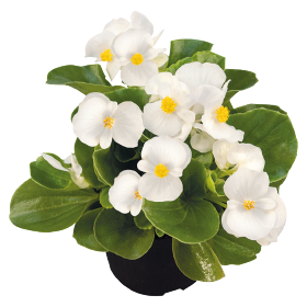 Бегония Sprint Plus F1 White SprintPlusWhite фото