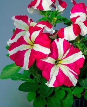 Петуния Tango F1 Rose Star pro-TangoRoseS-1000dr фото