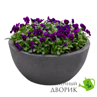 Виола Admire F1 Purple New 2024 pro-AdmirePurple-1000 фото