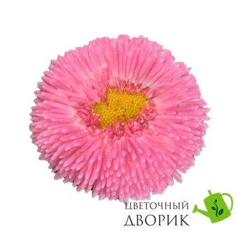 Маргаритка BellaDaisy Pink pro-marbelpinnew202-1000 фото