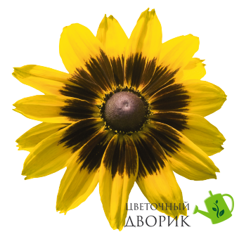 Рудбекiя Denver Daisy pro-denverdaisy-500 фото