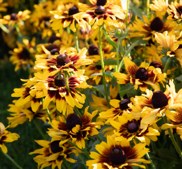 Рудбекия Denver Daisy pro-denverdaisy-500 фото