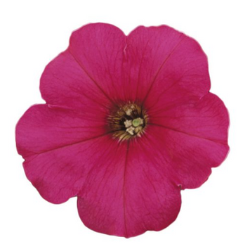 Петуния Merlin F1 Rose MerlinRose фото