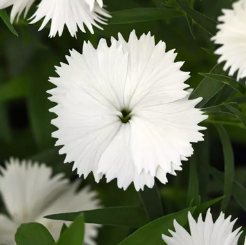 Гвоздика китайска Ideal Select White pro-IdealSelectWhite-1000dr фото