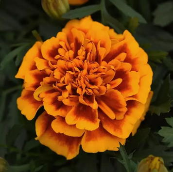 Тагетес Bonanza Flame BonanzaFlame фото