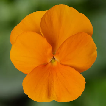 Виола рогатая Penny Pro F1 Orange PennyProOrange-10 фото