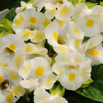 Торенiя Kauai Lemon Drop pro-torkaulemdro-1000 фото
