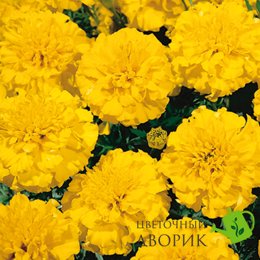 Тагетес Little Hero Yellow pro-taglitheryel-1000 фото