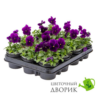 Виола Admire F1 Purple New 2024 pro-AdmirePurple-1000 фото