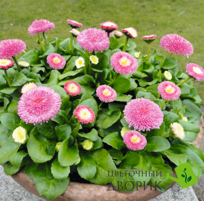Маргаритка BellaDaisy Pink pro-marbelpinnew202-1000 фото
