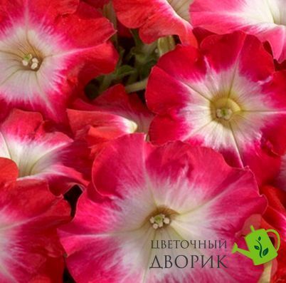 Петунiя Celebrity F1 Red Morn pro-CelebrityRedMorn-500dr фото