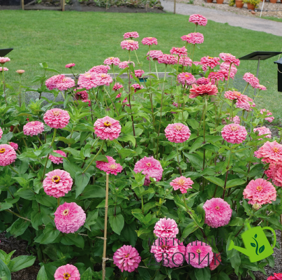 Циннія Benary's Giant Lilac Benary'sGiantLilac-10 фото