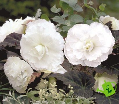 Бегония Nonstop Mocca F1 White NonstopMoccaWhite фото