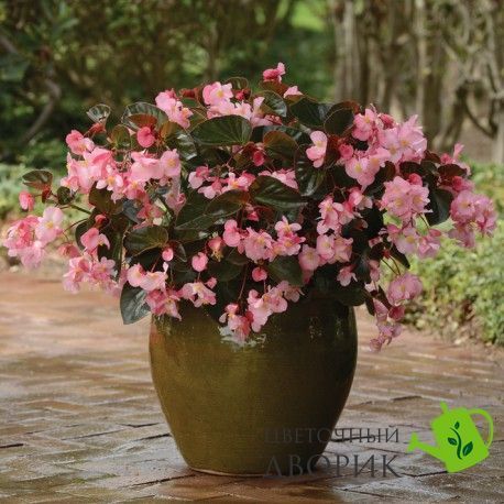 Бегония Big F1 Pink Bronze Leaf pro-begbigf1pinbrolea-500 фото