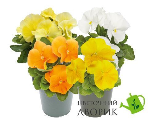 Вiола Inspire Plus F1 Sunny Day Mix pro-InspirePlusSuDM-1000 фото