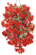 Бегонiя Illumination F1 Rose IlluminationRose фото 3