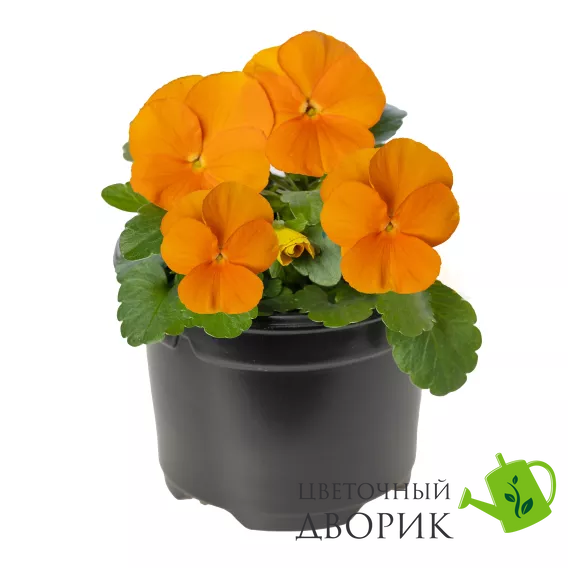 Виола рогатая Penny Pro F1 Orange PennyProOrange-10 фото