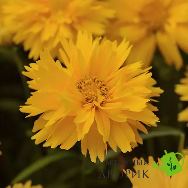 Кореопсис Double The Sun DoubleTheSun фото