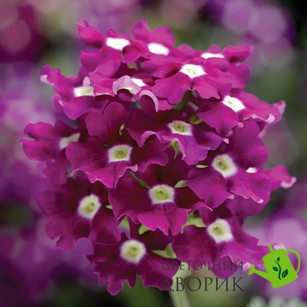 Вербена Obsession Cascade Purple Shades with Eye pro-verobscaspurshawiteye-1000 фото