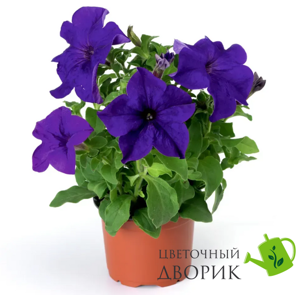 Петуния Falcon F1 Mid Blue FalconMidBlue фото