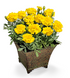 Тагетес Little Hero Yellow pro-taglitheryel-1000 фото 2