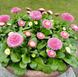 Маргаритка BellaDaisy Pink pro-marbelpinnew202-1000 фото 3