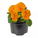 Виола рогатая Penny Pro F1 Orange PennyProOrange-10 фото 2