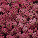 Алісум Wonderland Deep Rose pro-aliwondeeros-1000 фото 1