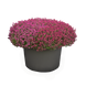 Алісум Wonderland Deep Rose pro-aliwondeeros-1000 фото 3