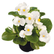 Бегония Sprint Plus F1 White SprintPlusWhite фото 1